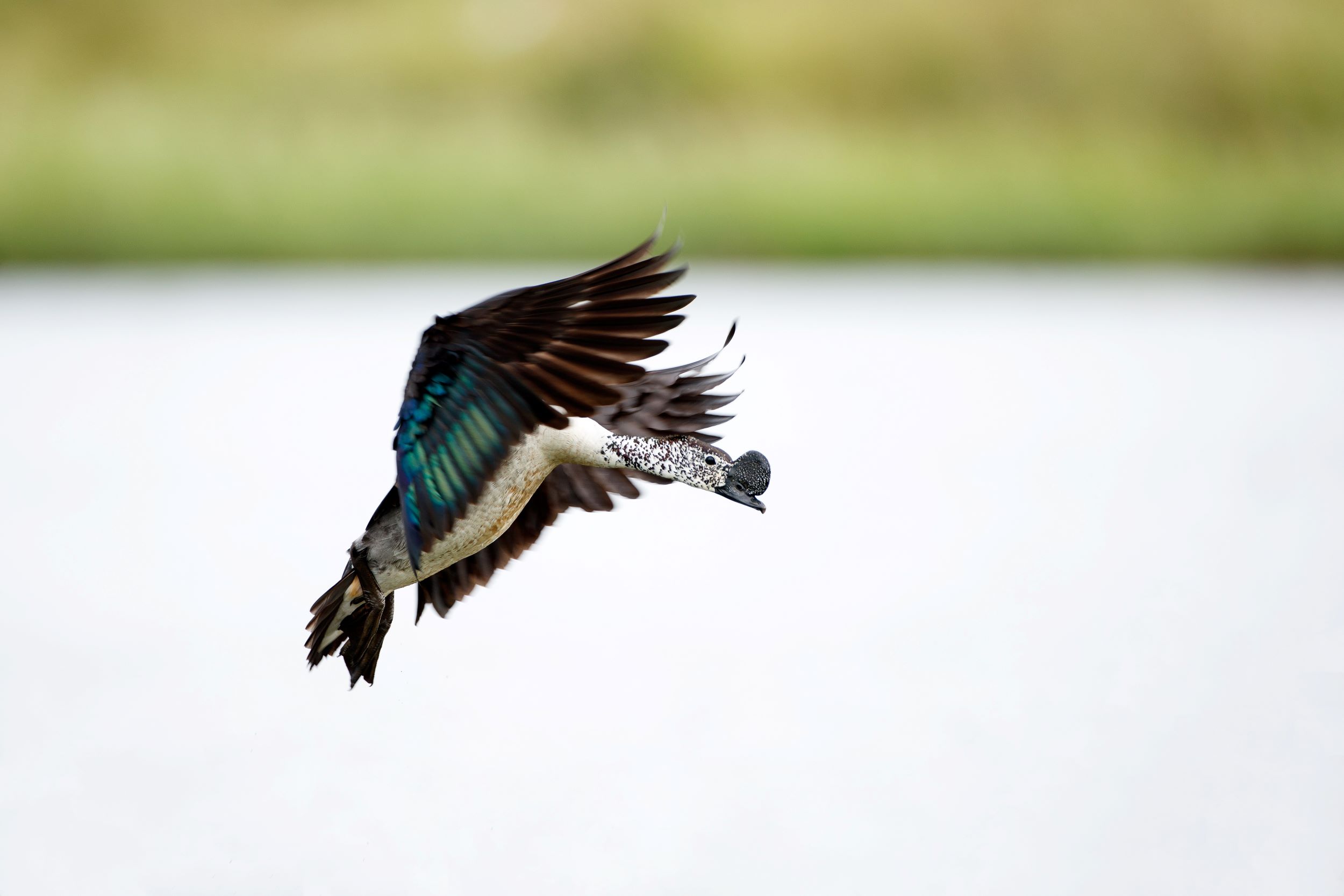 A male comb duck flying.