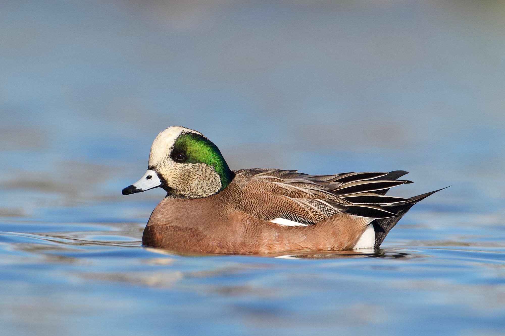 An American Wigeon.