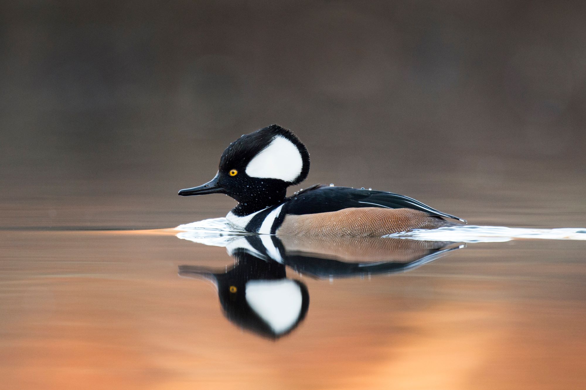 A Hooded Merganser.