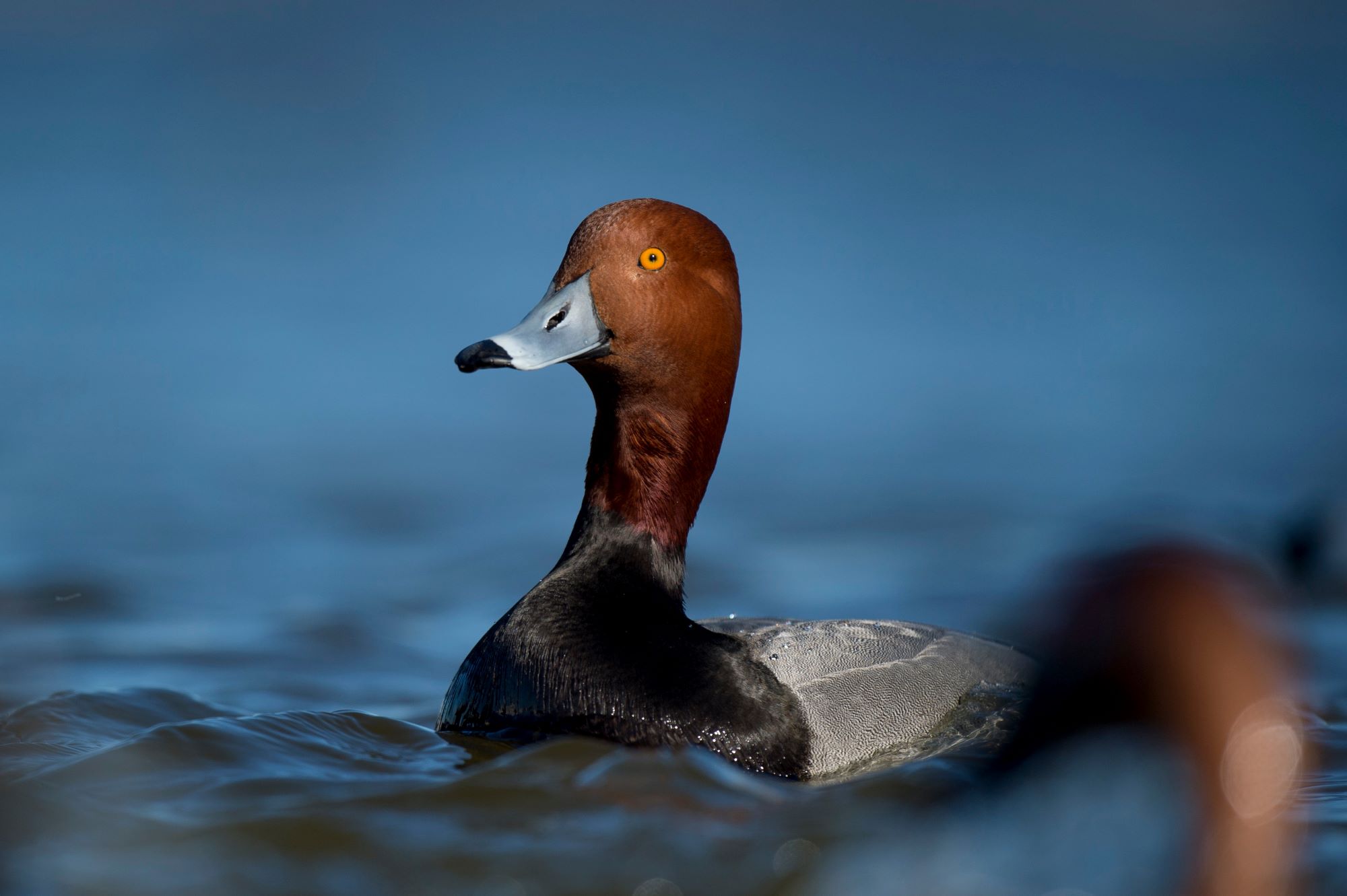 A Redhead duck.