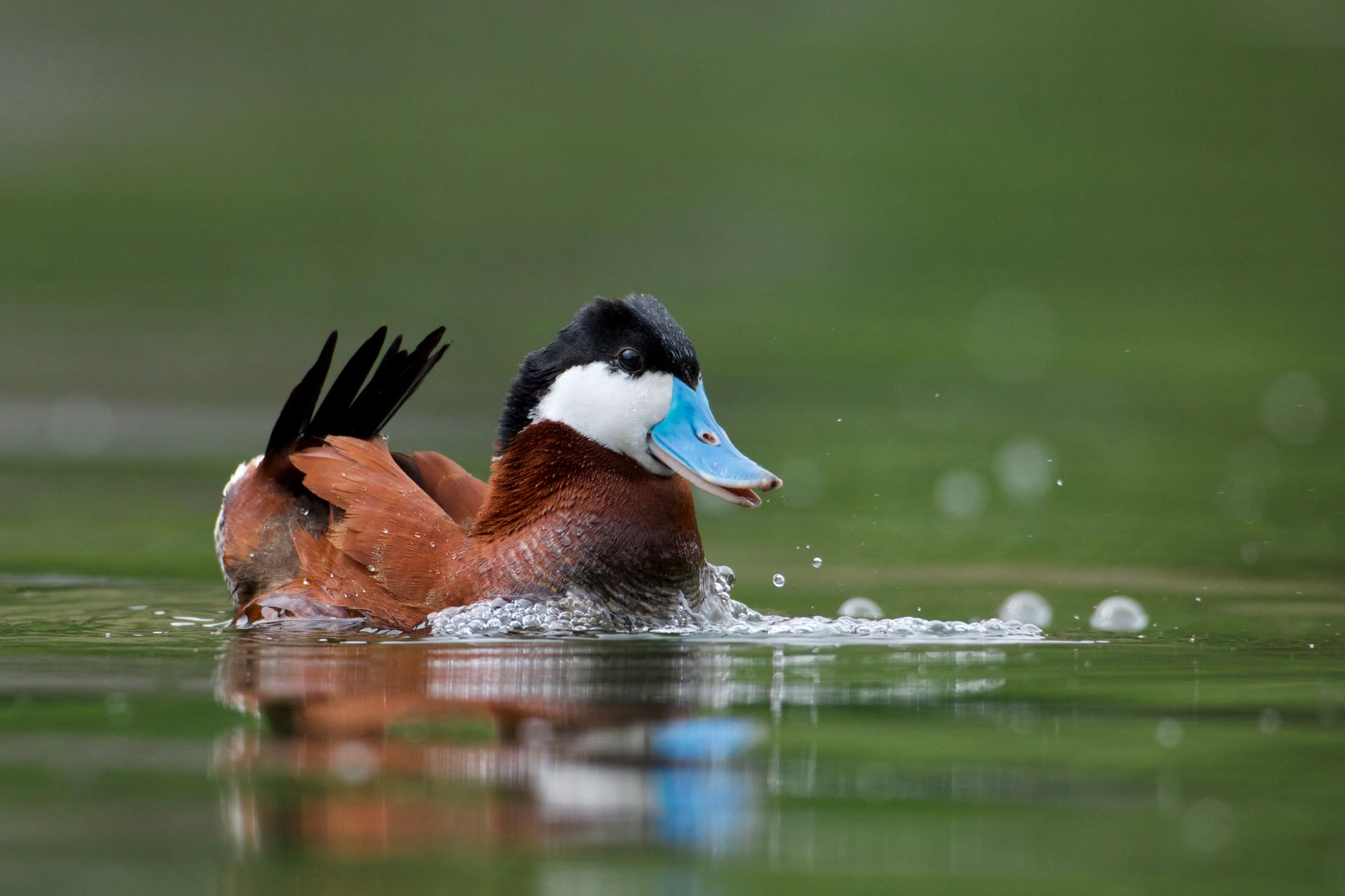 A Ruddy Duck.