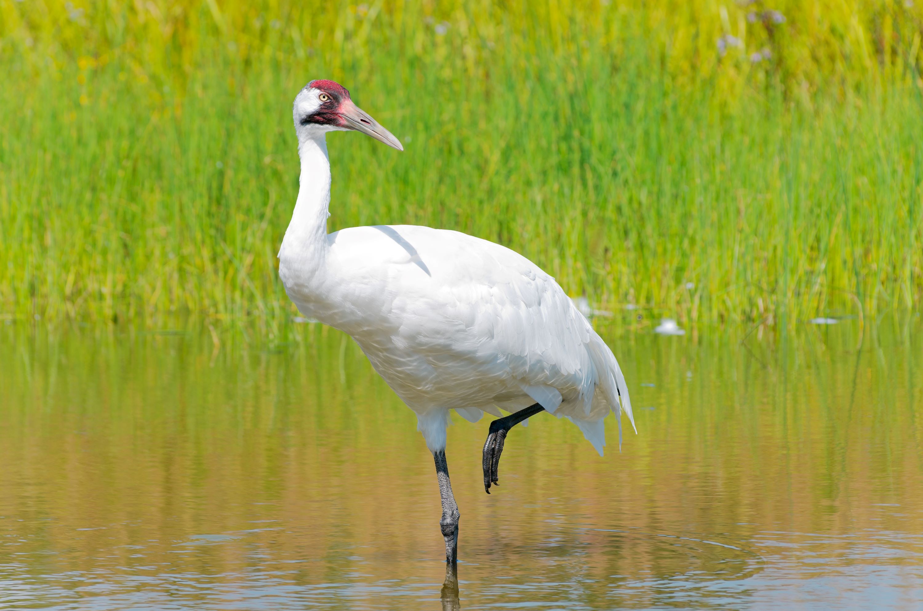 The Whooping Crane