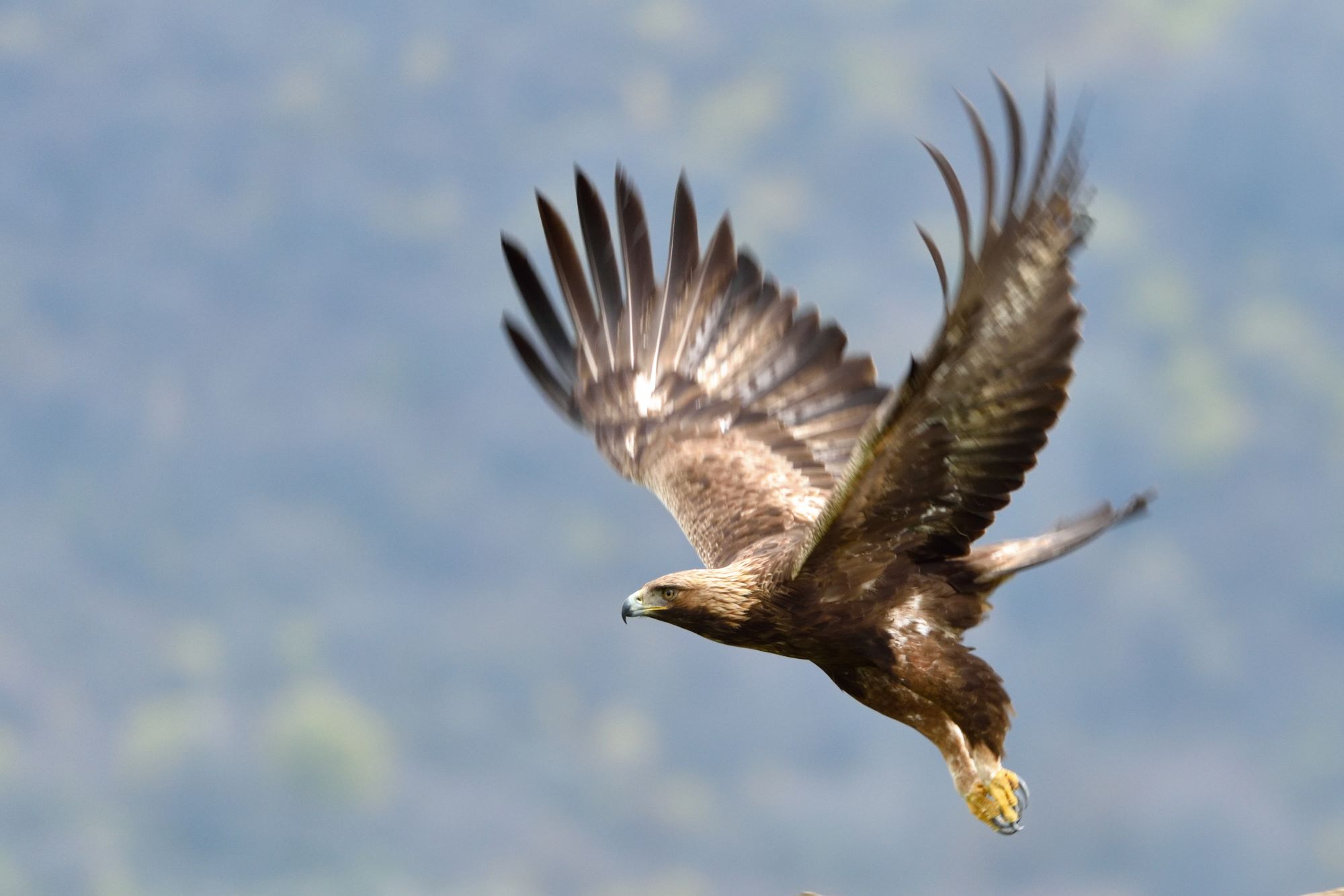 A golden eagle in flight.