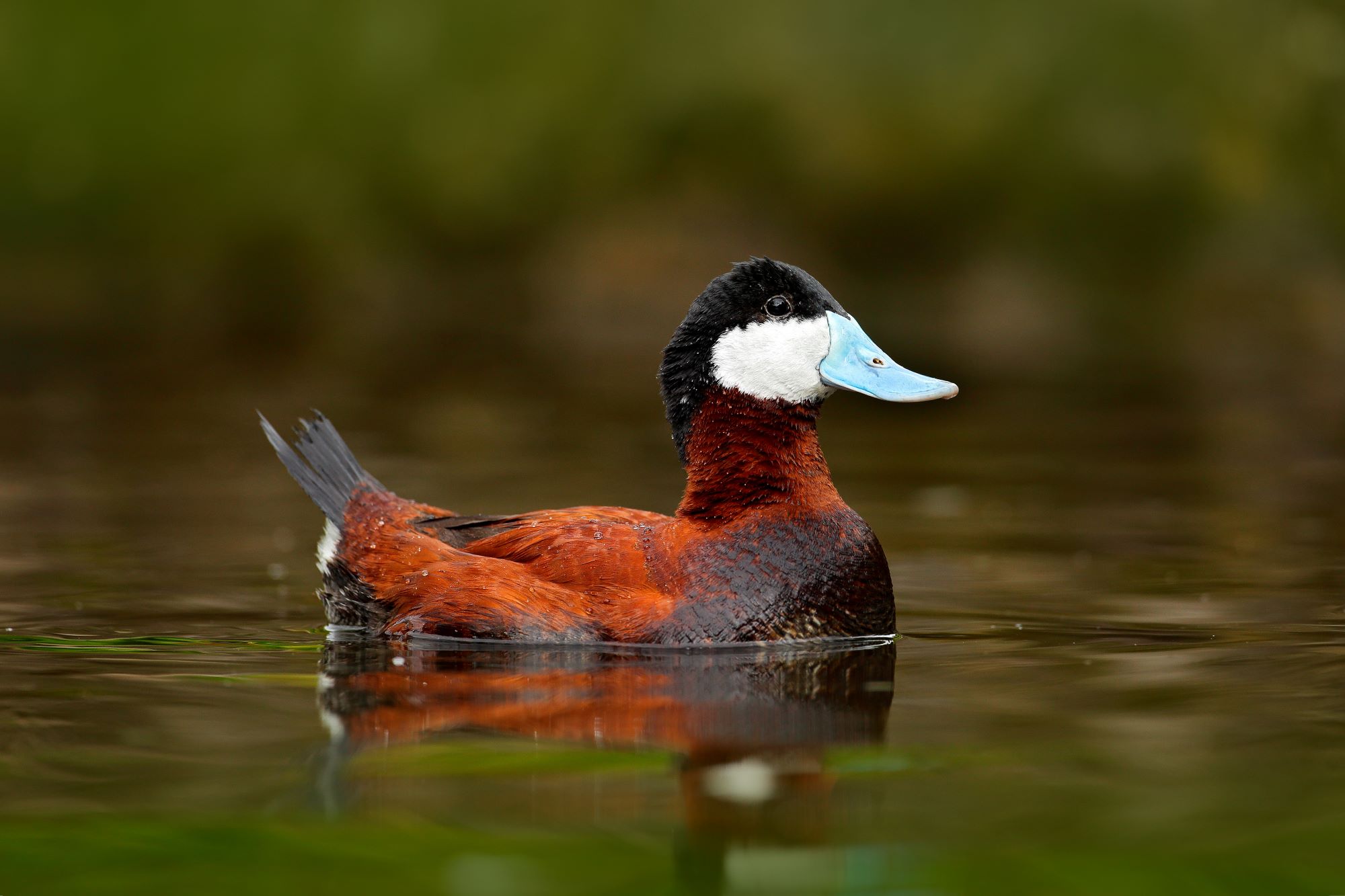 A ruddy duck.