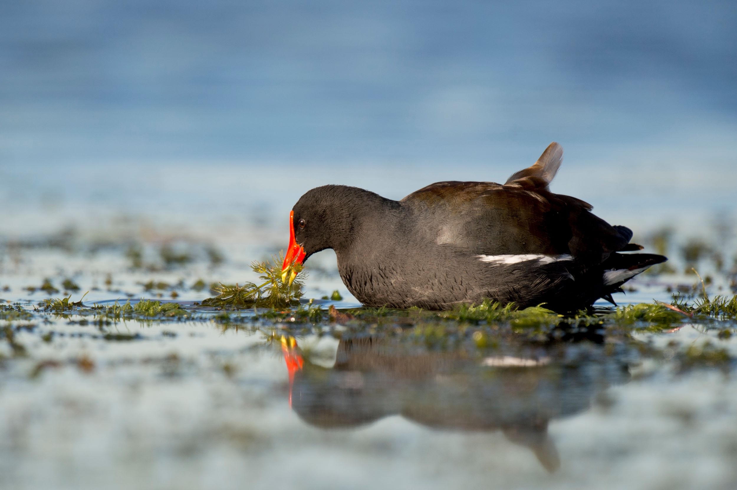 The Common Gallinule.