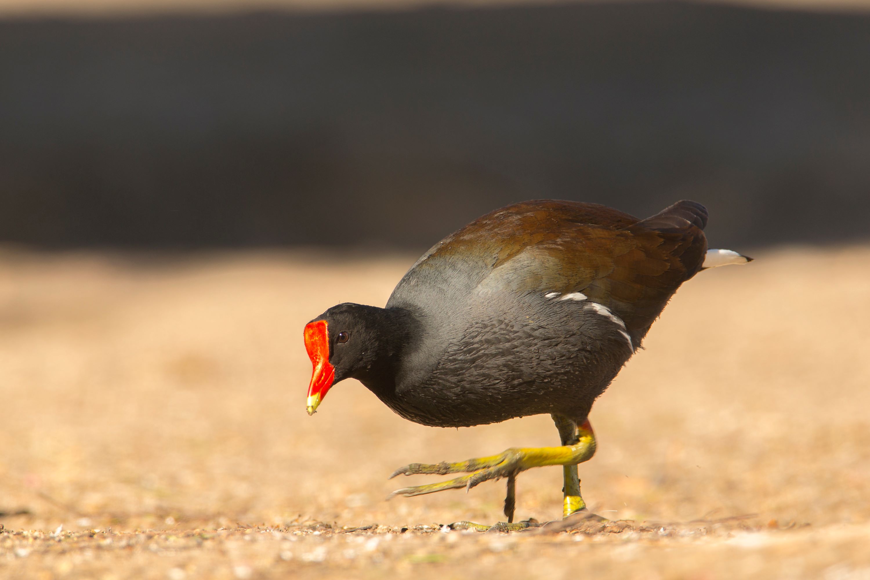 The Common Gallinule