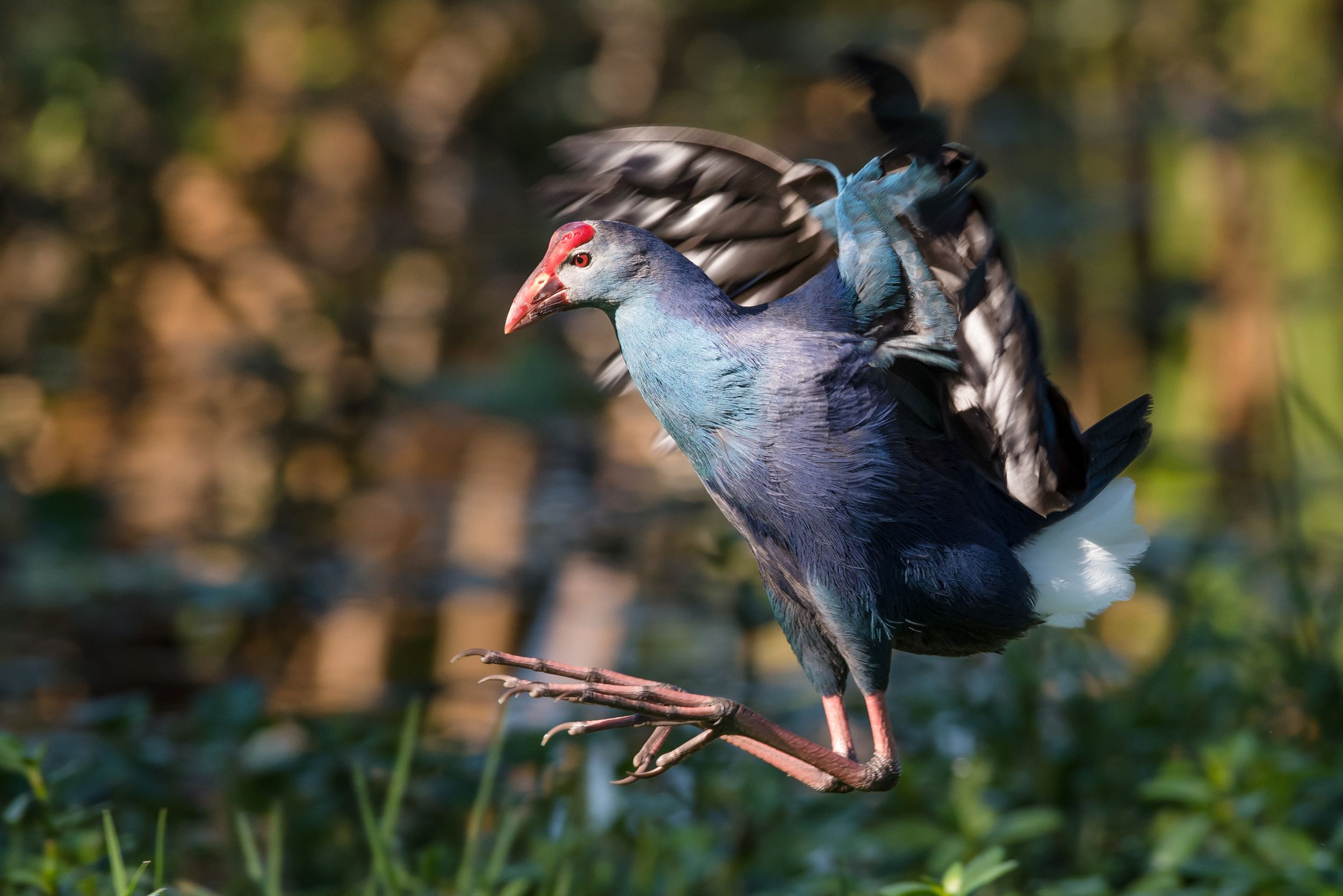 A purple gallinule (Porphyrio martinicus) coming in for a landing.