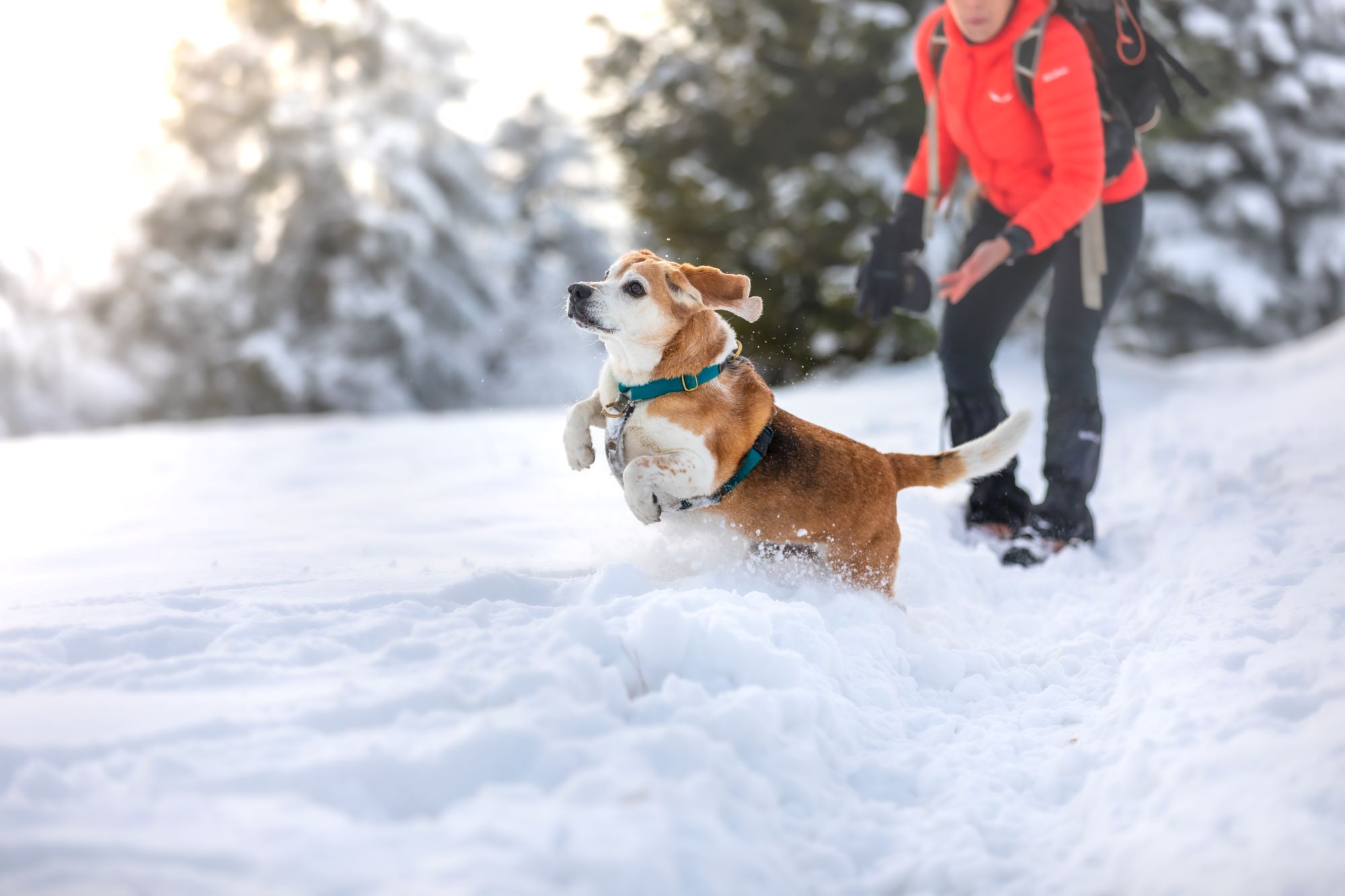 A man hiking with his dog in the snow.