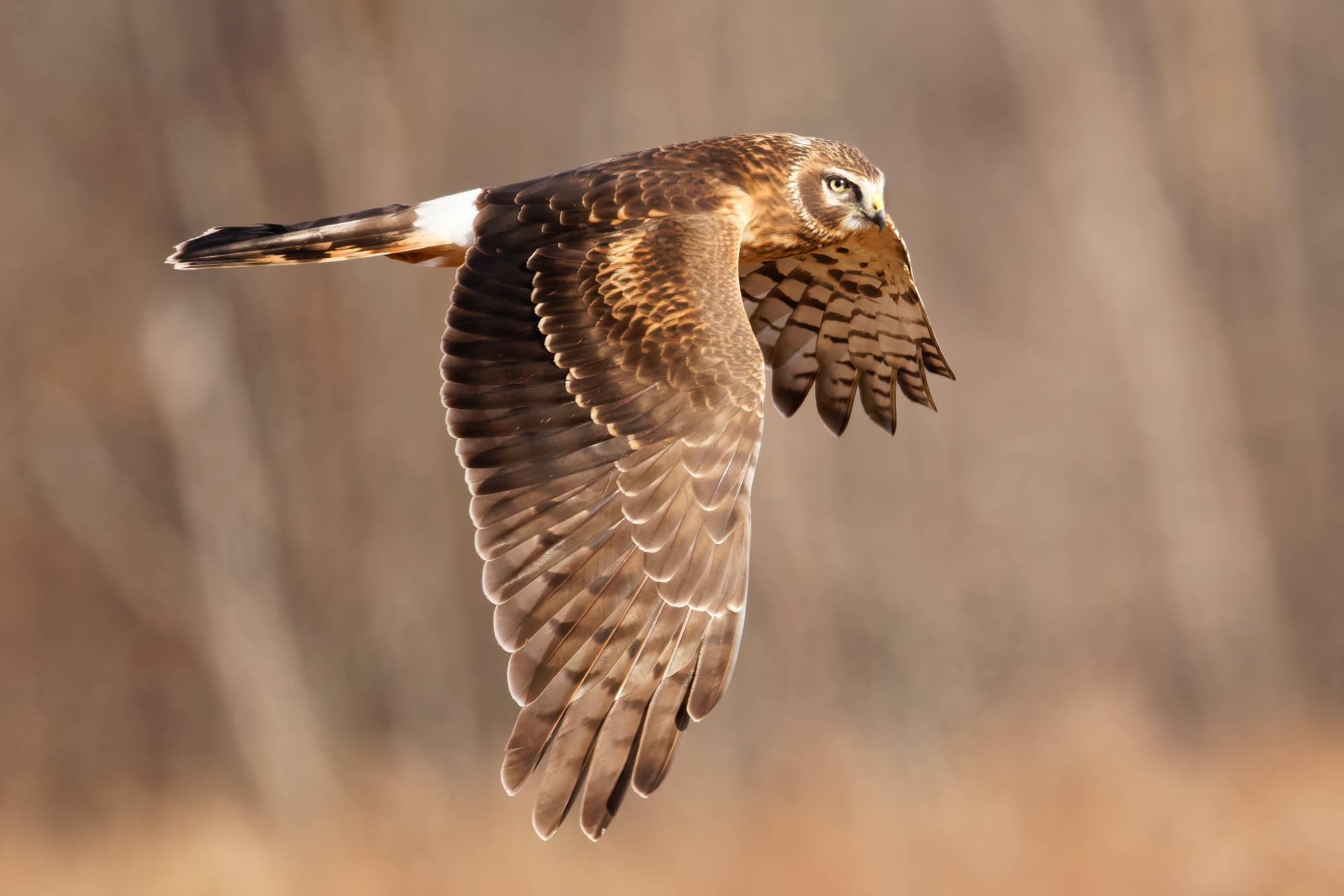 A northern harrier in flight.