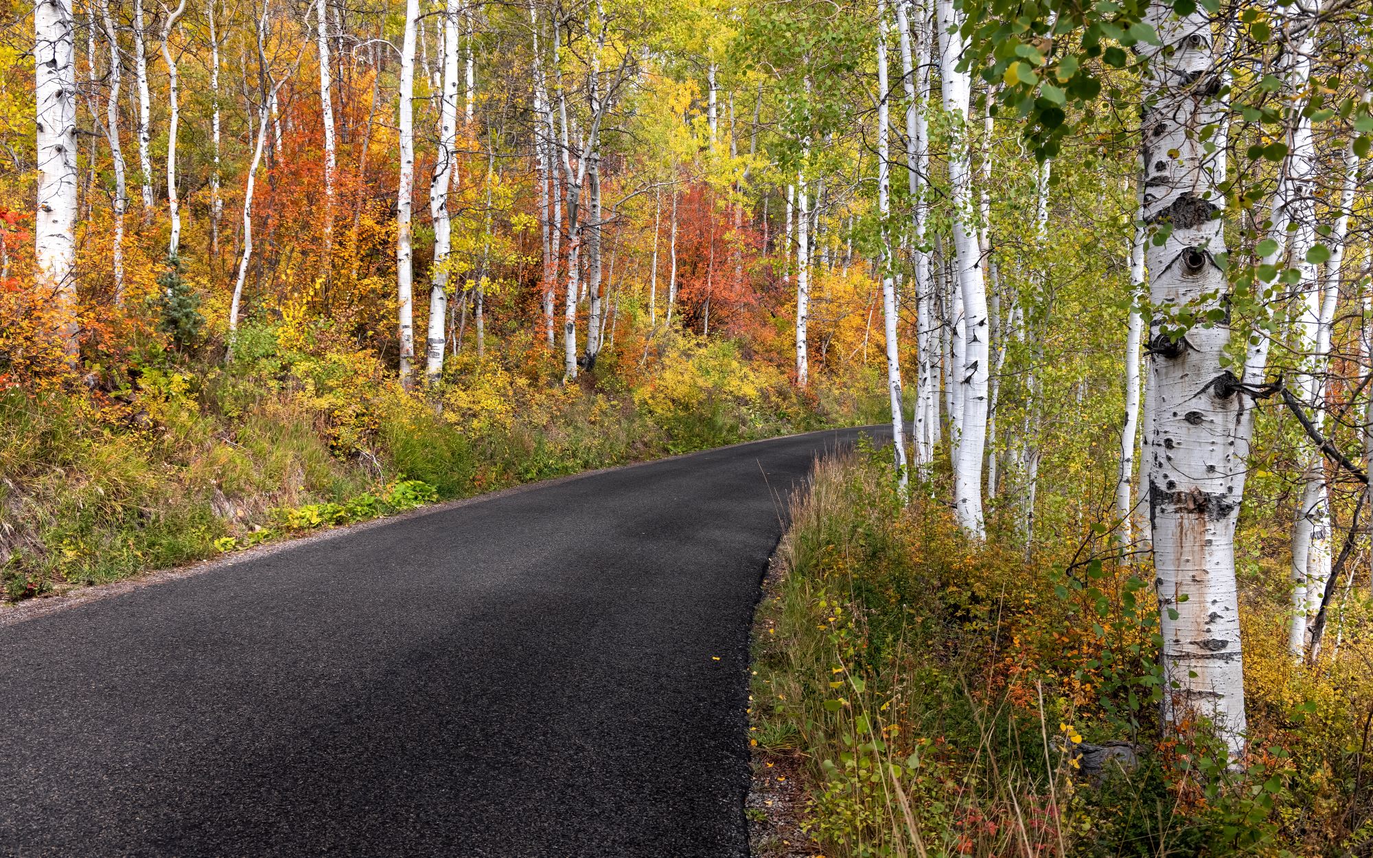 A scenic canyon drive in Wasatch mountain state park.