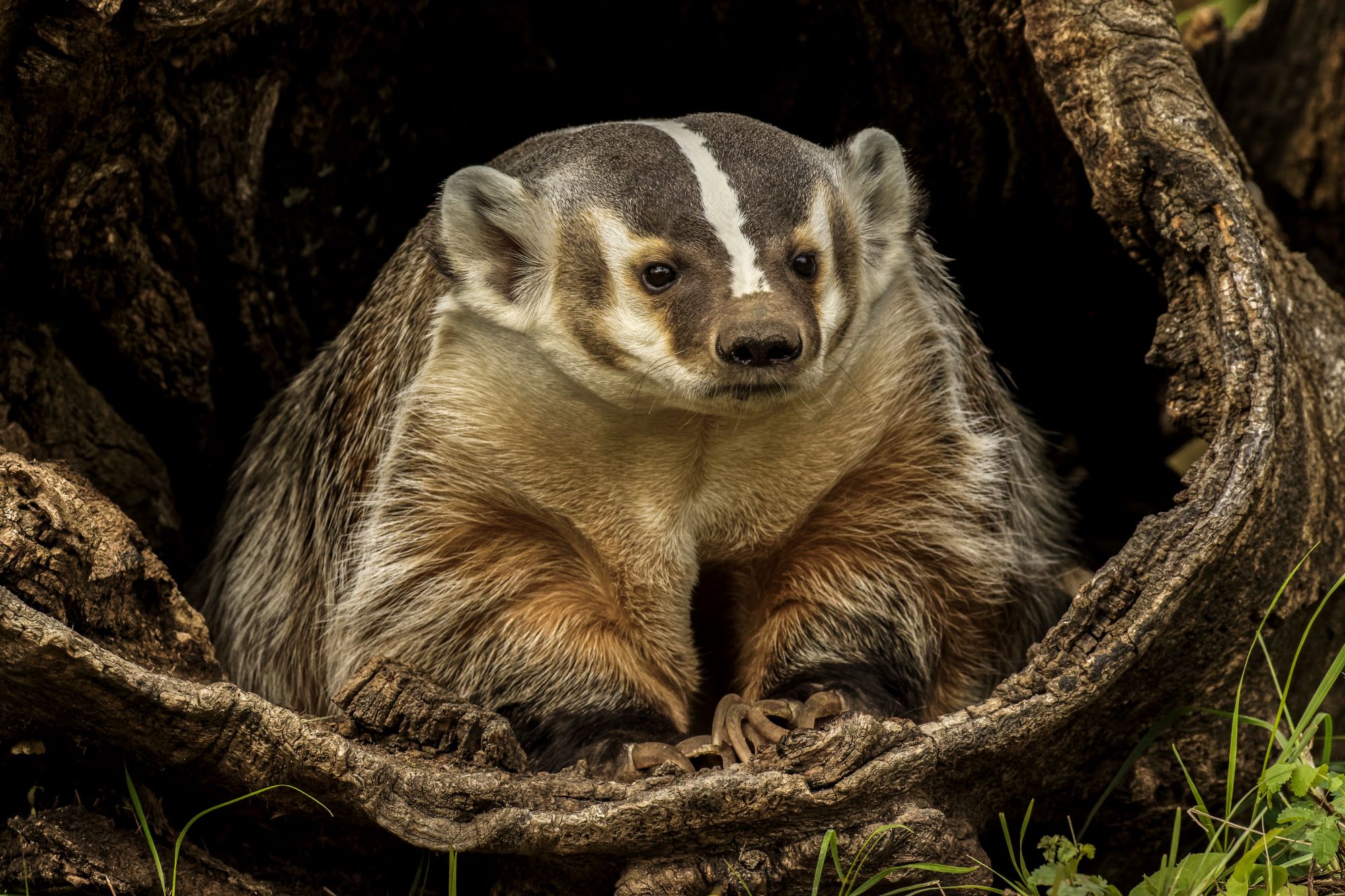 An American badger.