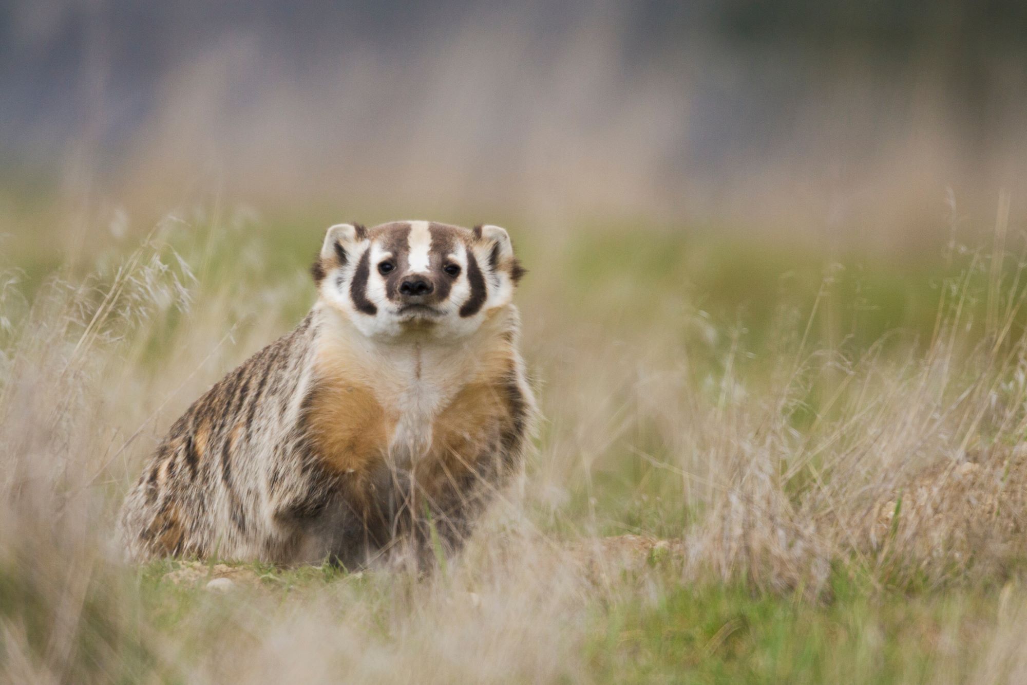 An American badger.