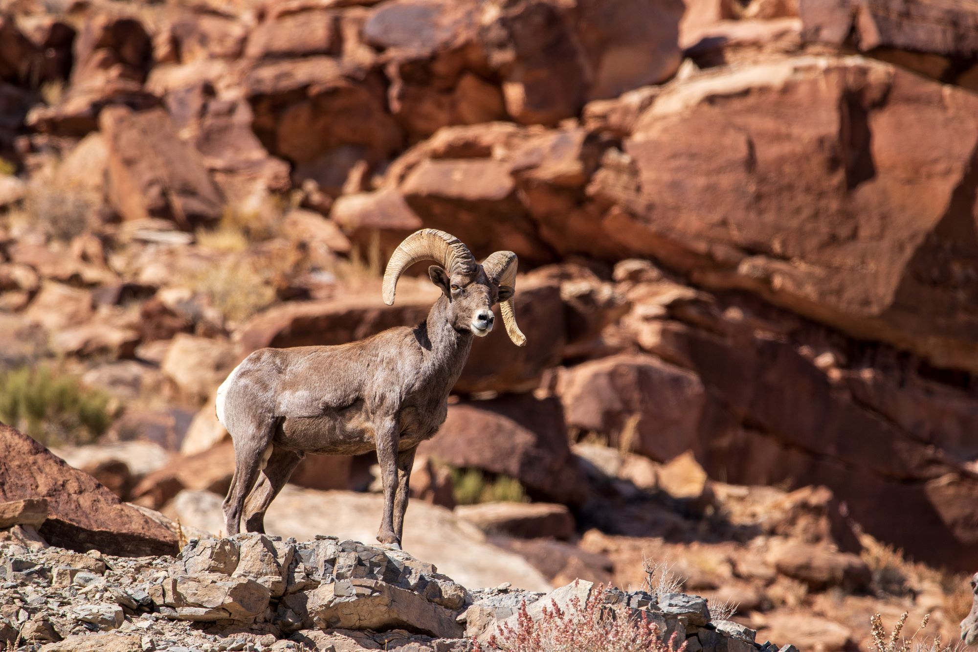 A desert bighorn sheep.