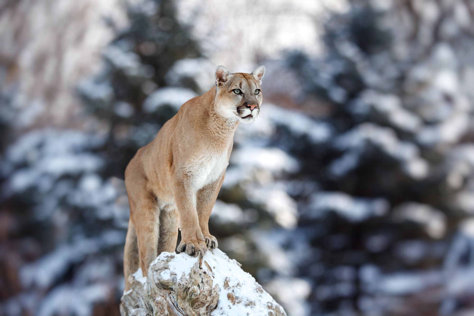 A mountain lion in Utah.