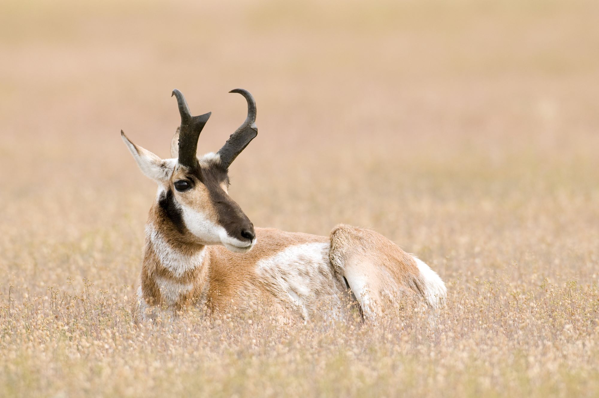 A pronghorn sheep.