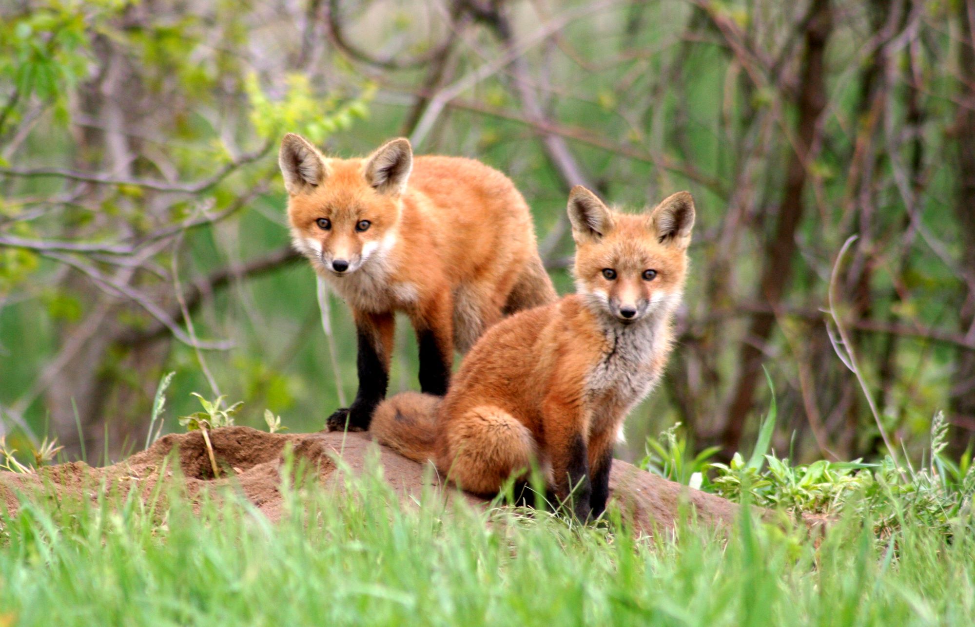 A red fox.